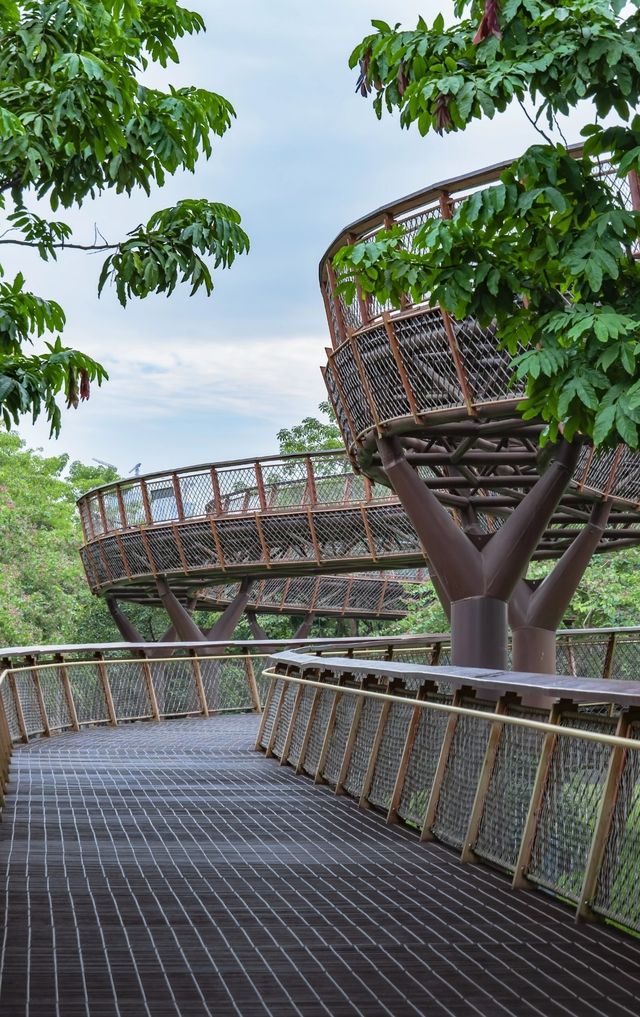 在深圳市區裡的空中樹屋棧道