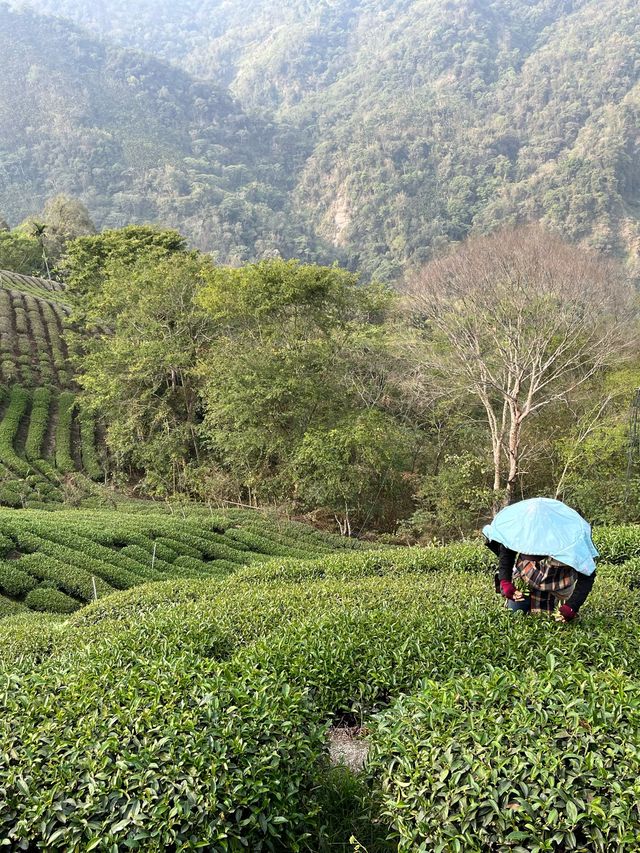 阿里山茶園遊記