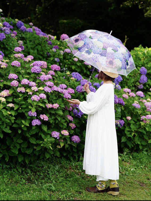 関西最大級の紫陽花☺️💠77000株の紫陽花の海💠☺️