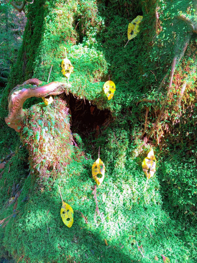 一度は行きたい世界遺産🌲屋久島🌲