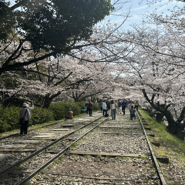 京都櫻花之旅 - 蹴上傾斜鐵道