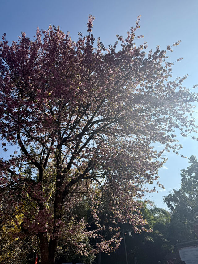 來鳳山森林公園徒步探險之旅