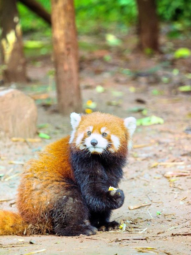 🎢🐼 Explore Chengdu: Pandas & Playgrounds 🎠🐋