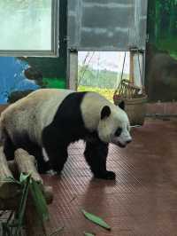 廣州動物園的小動物們你們都看了嗎