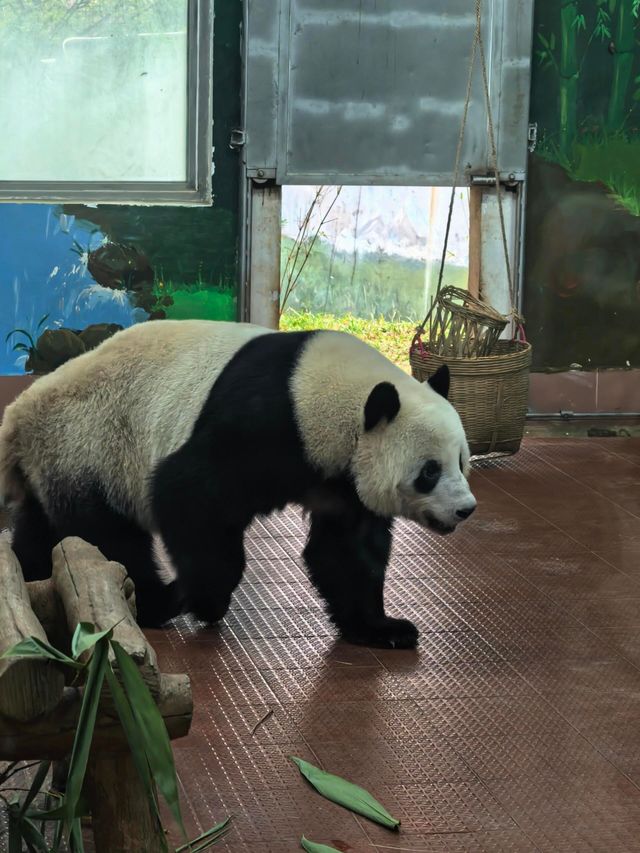 廣州動物園的小動物們你們都看了嗎