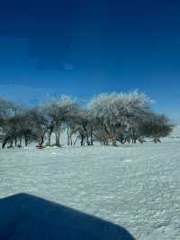 內蒙古烏蘭布統｜南方人夢裡的林海雪原