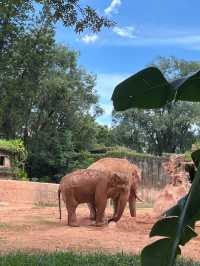 廣州動物園真的好值啊動物超多超可愛