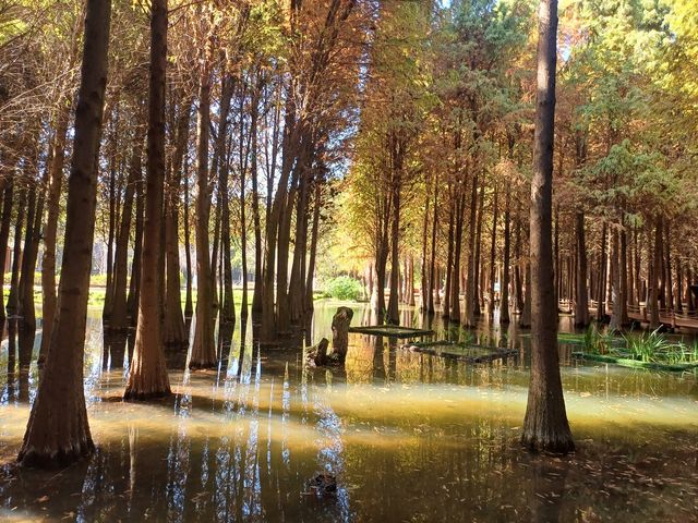 撈魚河公園——樹和鳥的樂土