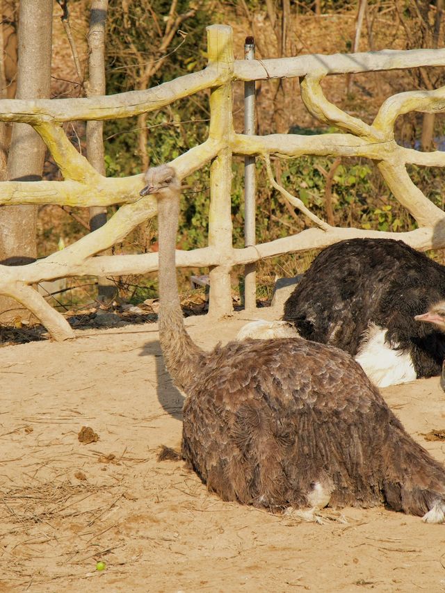 冬季反向目的地特色旅行好去處（附長隆動物園攻略）