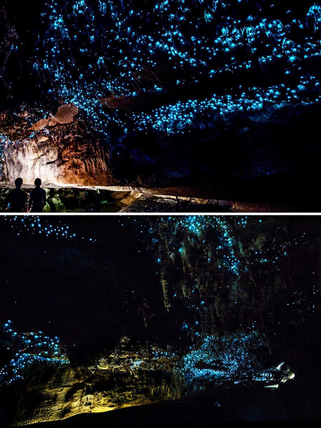 Comparison between North or South Island, Glowworm Caves in New Zealand