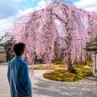 霓虹國出片聖地✨日本必打卡景點攻略