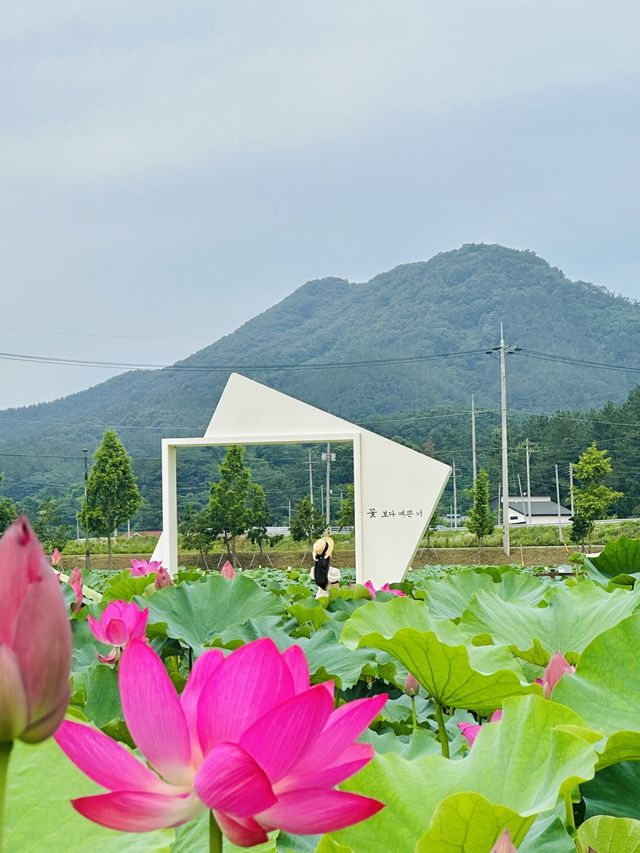 핑크러버들 주목💞,동화 속 공주님이 될 수 있는 연꽃스팟🪷