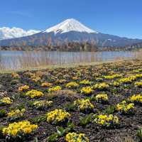 Mount Fuji, Japan - Cherry Blossom Season