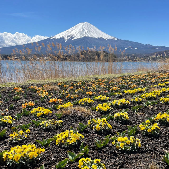 Mount Fuji, Japan - Cherry Blossom Season