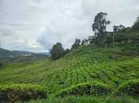 A lush green Tea Farms at Cameron Highlands, Sungai Palas by BOH