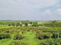 차의 향기와 자연의 아름다움을 만끽하다, Choui Fong Tea Plantation