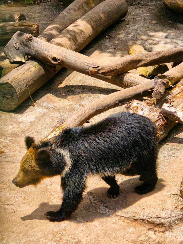 廣州動物園暢玩秘籍來啦