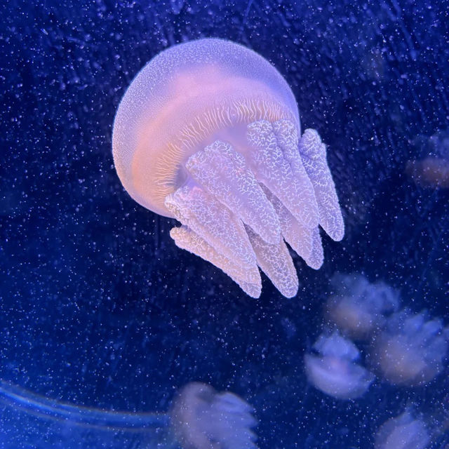 🌊🐧 Dive into an Underwater Wonderland at SEA LIFE Melbourne Aquarium! 🐠✨