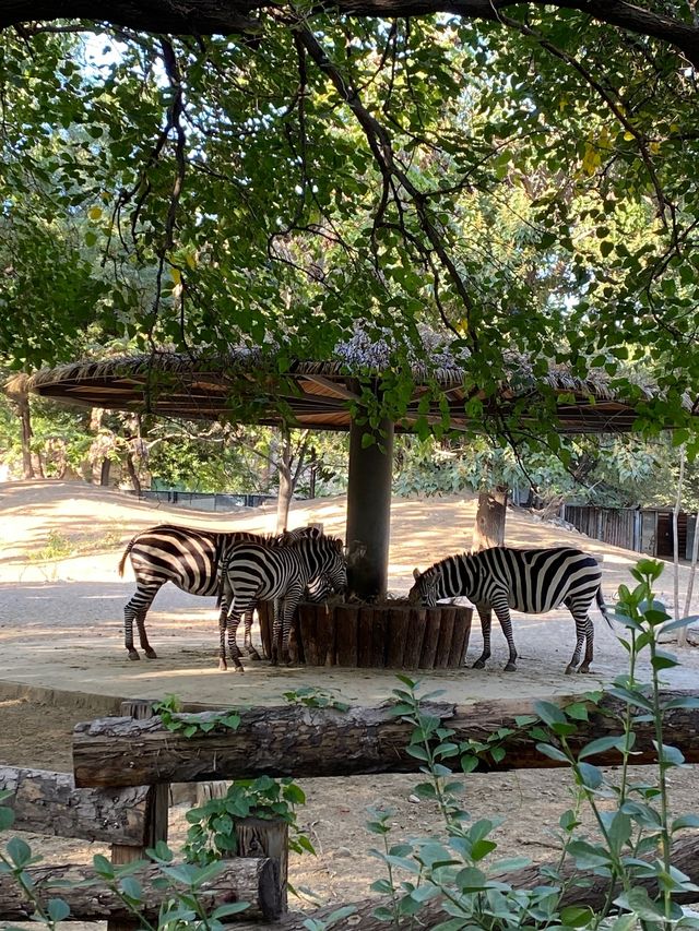 【城市綠洲】北京動物園，家庭親子遊的樂園