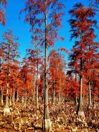 漲渡湖的層林盡染映紅杉