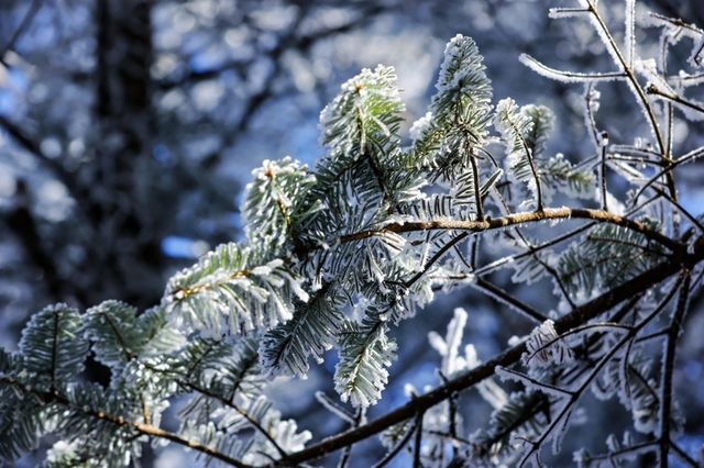 【雪域峨眉】冬季峨眉山，探秘冰雪世界的佛教聖地