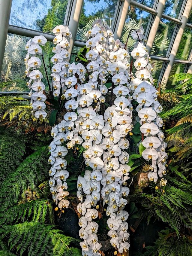 Gorgeous blooms@ National Orchid Garden