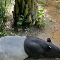 馬來西亞國家動物園-福娃和鳳儀的家園