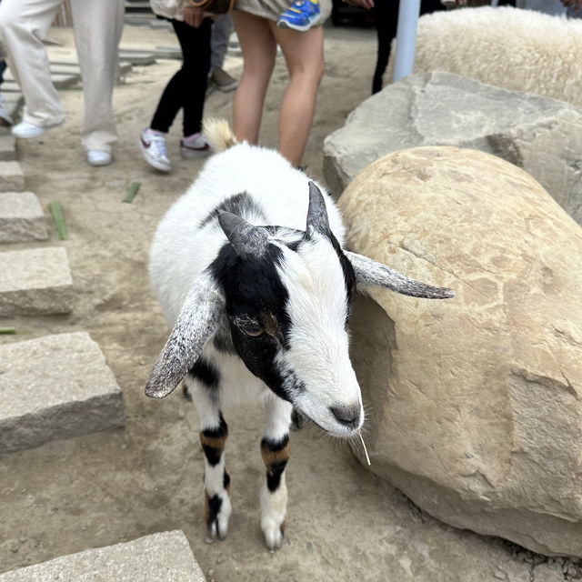 廢物媽媽農場，近距離接觸友善動物