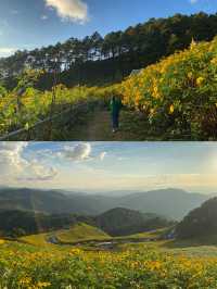 ทุ่งดอกบัวตอง | แม่ฮ่องสอน ⛰️🌼🌿🌳