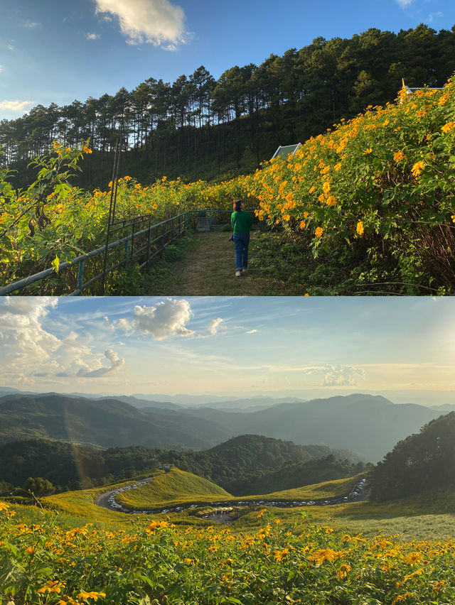 ทุ่งดอกบัวตอง | แม่ฮ่องสอน ⛰️🌼🌿🌳