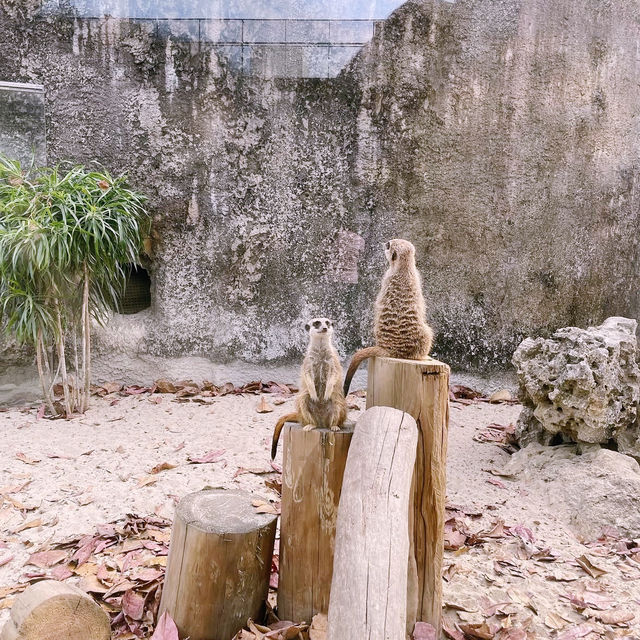 高雄 - 假日踏青好去處壽山動物園