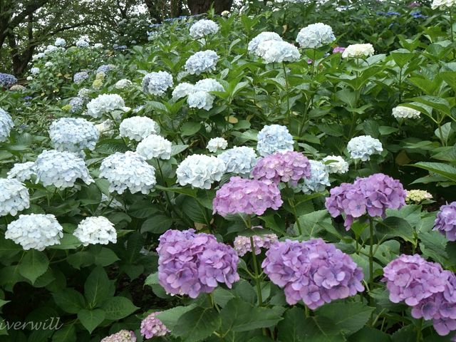 【埼玉県】埼玉屈指の花の名所！四季折々の花が楽しめる「幸手権現堂桜堤」