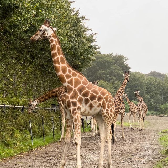 Dublin Zoo is just WoW 🗺️