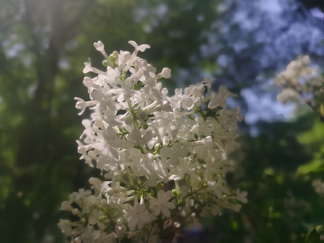 丁香味兒的～法源寺