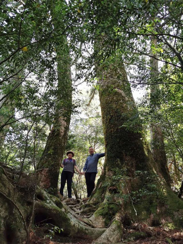 世界遺產 小眾秘境——日本霧久島