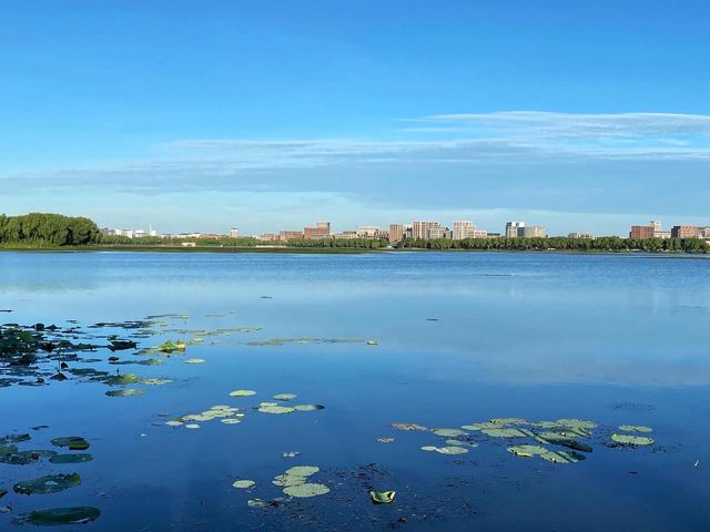 打卡上海青西郊野公園。