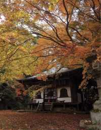 京都 秋日裡最美的寺廟庭院合集。