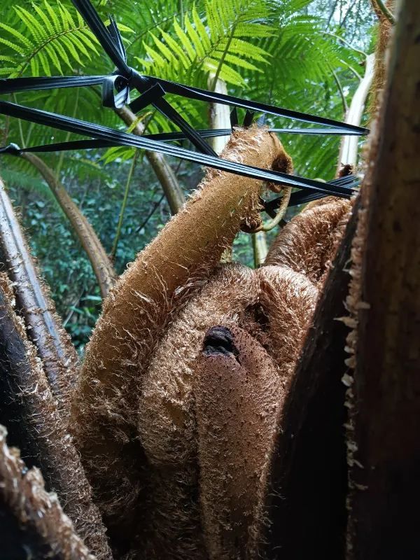 仙湖植物園的蕨園緊鄰弘法寺