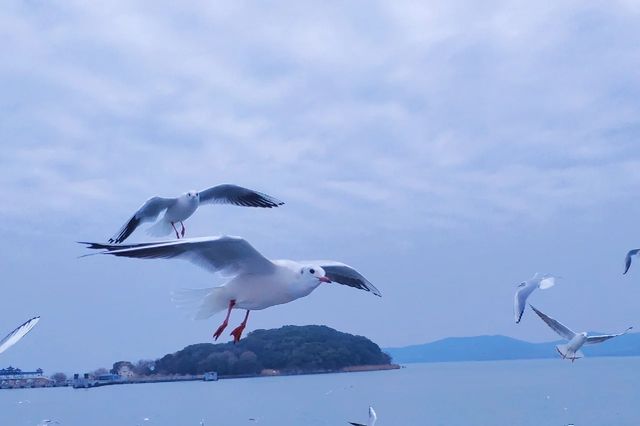 無錫黿頭渚紅嘴鷗