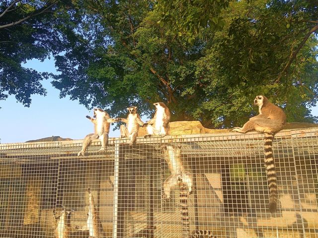 廣東東莞香市動物園｜珍稀動物