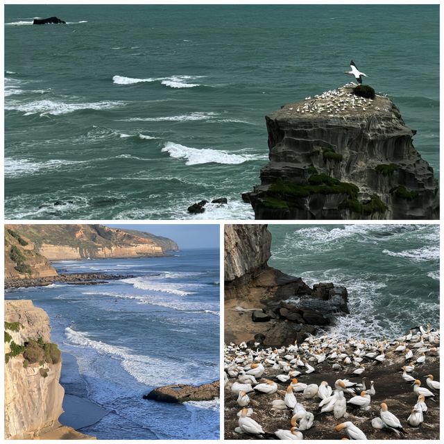 邂逅奧克蘭鳥島 | 一場與自然的浪漫之約 