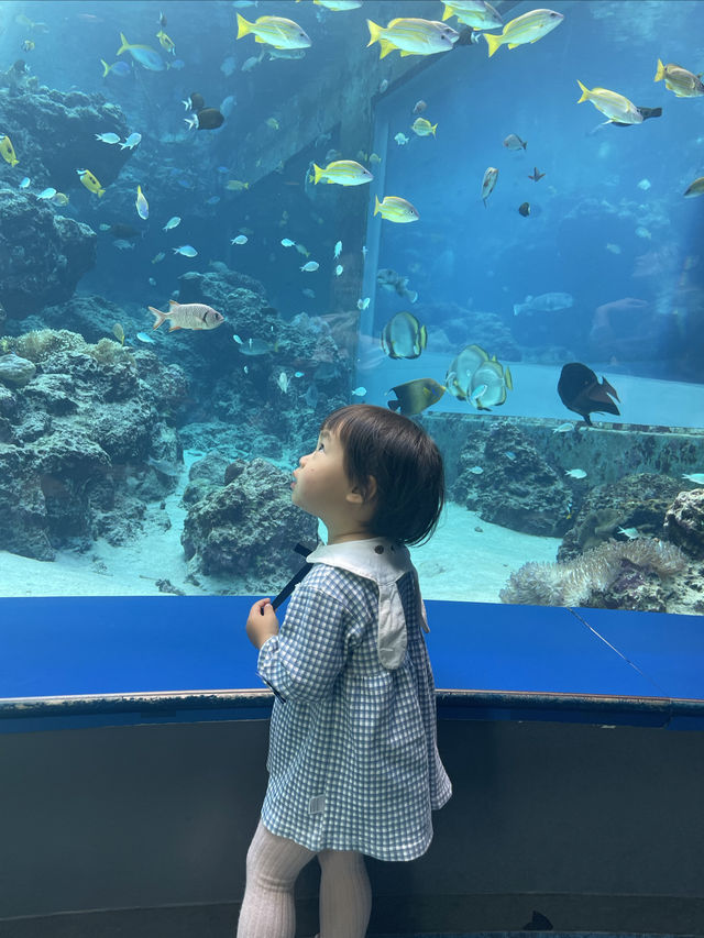 沖繩｜美麗海水族館