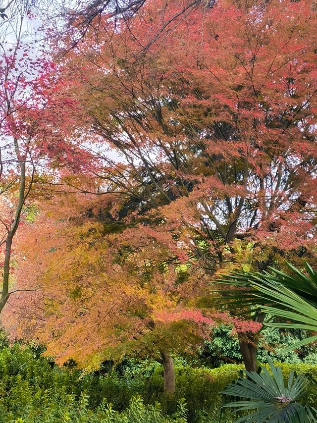 嶽麓山楓葉紅於二月紅