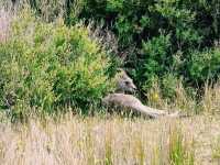 Prom Wildlife Walk