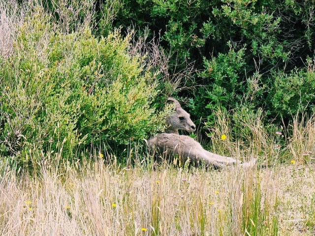 Prom Wildlife Walk