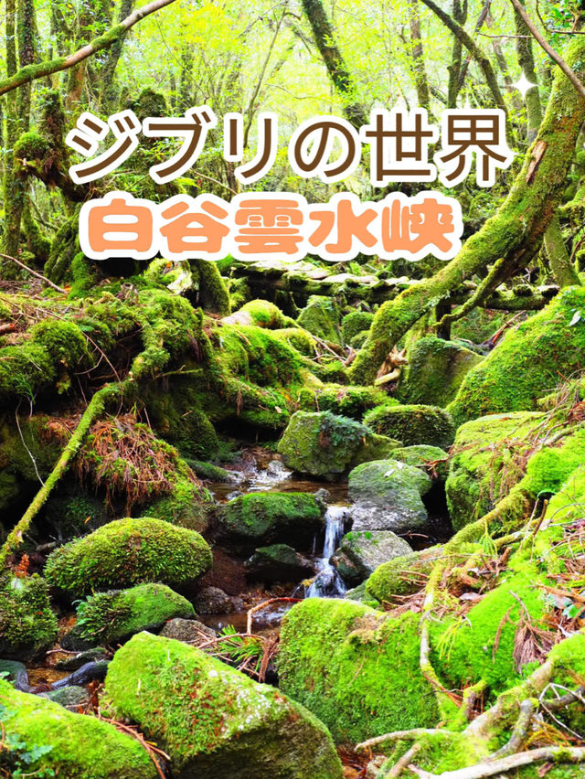 まるでジブリの世界🌿苔むす白谷雲水峡🌿