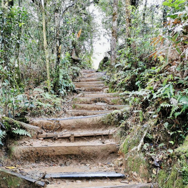 "Exploring the Enchanting Forest Views of Mount Kinabalu"