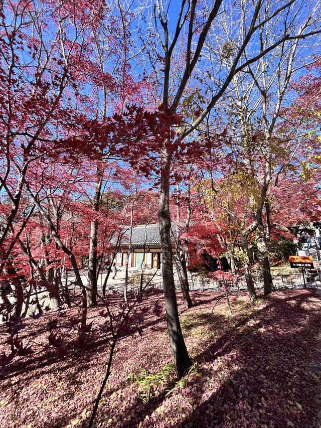 🇰🇷慶洲✈️世界文化遺產「佛國寺불국사」🍁