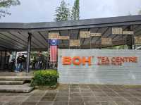 Enjoying a cup of tea and nice cakes and pastries at Boh Tea Centre, Sungai Palas