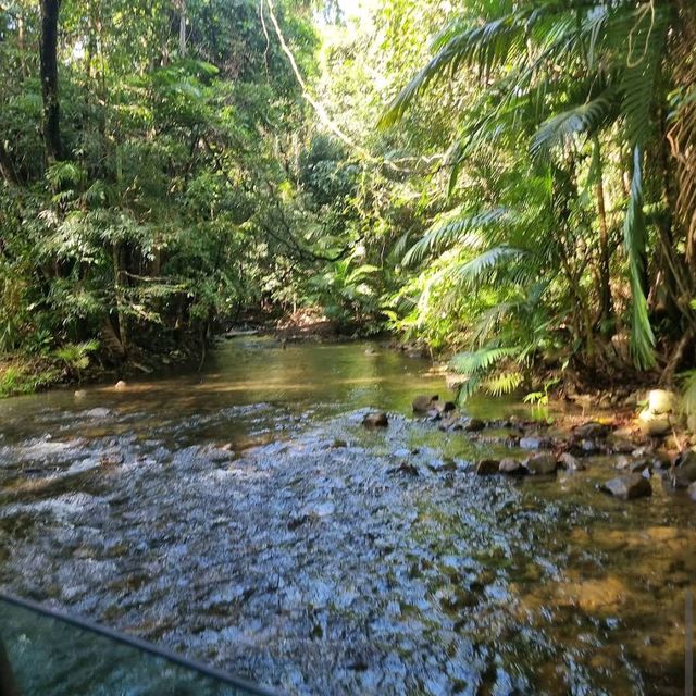 Daintree National Park, Queensland